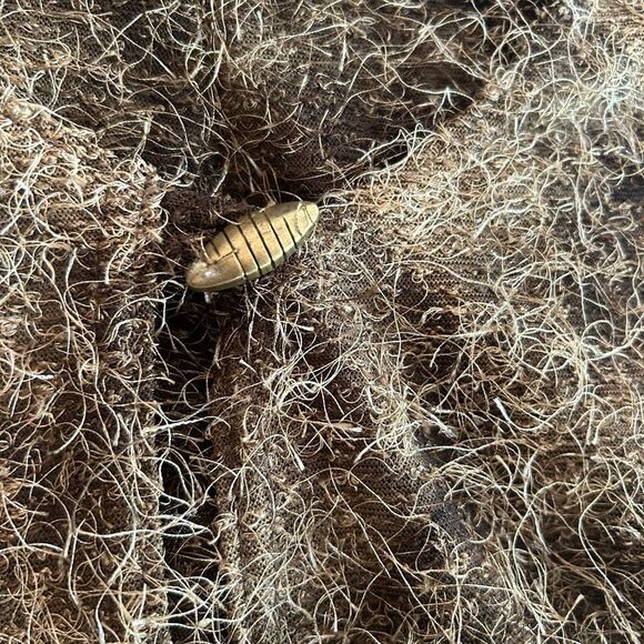 Joseph Ribkoff Textured Brown Sweater Vest Jacket Set 14 - Picture 10 of 16